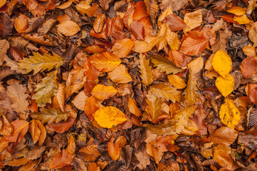 autumn fallen leaf colors in forest nature, orange color
