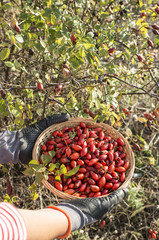 Picking rosehip