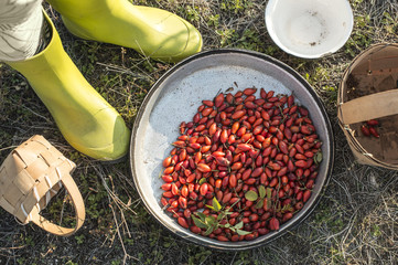 Rosehip in a basket