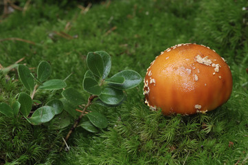 amanita en el pinar