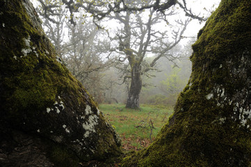 Bosque de robles en oto&ntilde;o