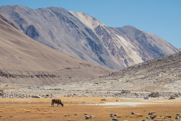 A wild cows eating grasses in a field with mountains and blue sky background in Ladakh , India
