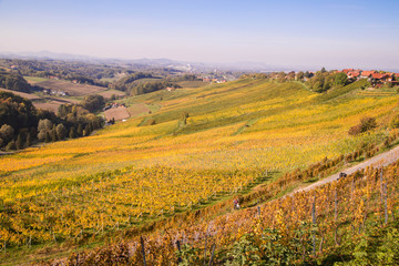 Weinberge im Herbst