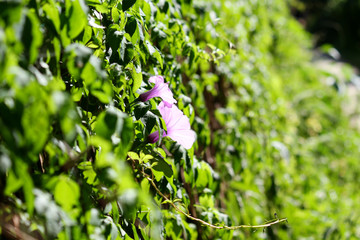 Fototapeta na wymiar Violet Morning Glory vine flower blossoms blooming with green leaves