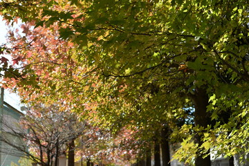 Naklejka premium 秋の情景 Autumn scene