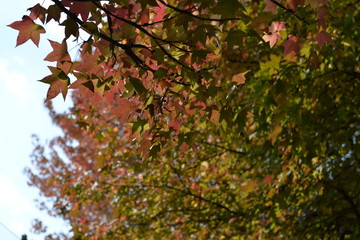 秋の情景　Autumn scene