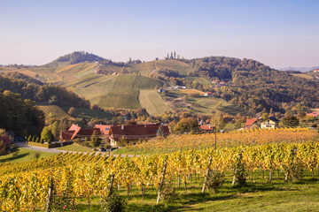 Obraz premium Weinberge im Herbst