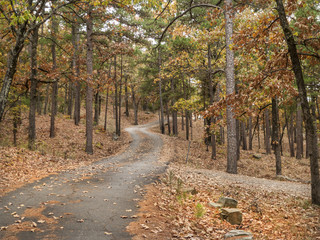 Naklejka premium Road through the oak forest, pines and oak trees, curving drive