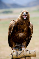 Shouting Golden Eagle