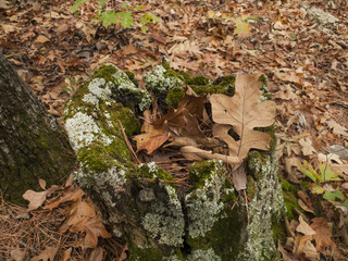 Tree stump with moss, autumn leaves, detail or closeup