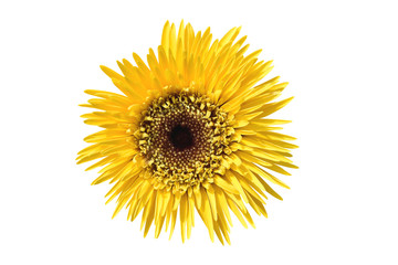 Fototapeta premium Vibrant bright yellow gerbera daisy flowers blooming isolate on white background with clipping path.