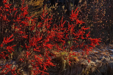 Autumn in the Altai Mountains