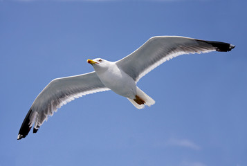 Fototapeta premium Gull in flight 6