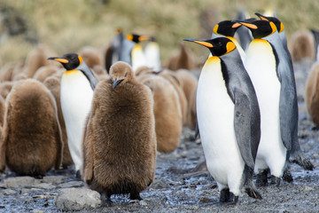 King penguin chicks