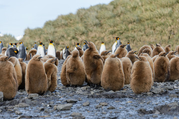 Fototapeta premium King penguin chicks