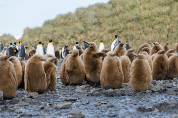 Fototapeta premium King penguin chicks