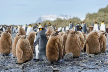 Papier Peint photo Lavable Pingouin King penguin chicks
