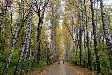 Birch Alley in the Park in Autumn