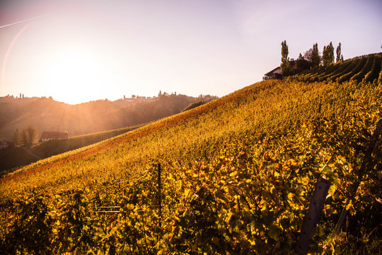 Weinberge in der S&uuml;dsteiermark im Herbst