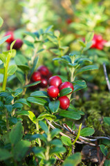 Bush of red bilberries or whortleberries or cowberries or  mountain cranberries or foxberry or lingonberry berry