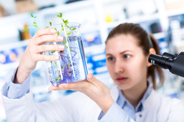 technician in the laboratory of plant genetics investigates the sprout of soybean