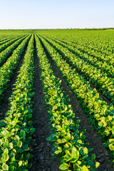 Green ripening soybean field, agricultural landscape