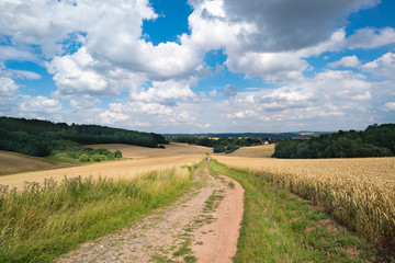 A dirt road in a wheat field, a panorama