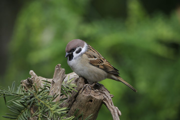 Feldsperling sitzt auf Wurzel, Passer montanus