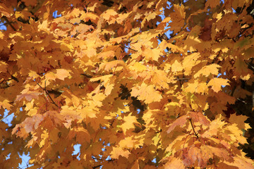 Ahornblätter am Baum im Herbst, Acer