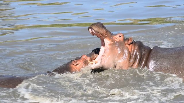 Couple of hippos swim, dive and play in river water with splashes biting each other in animal mating games, sunny day, close up, high angle view