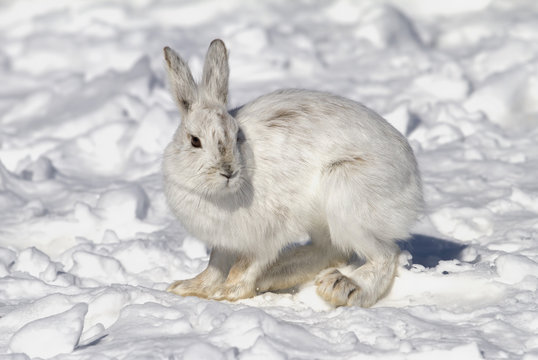 Snowshoe hare or Varying hare (Lepus americanus) closeup in winter in Canada