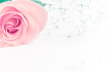 Rose flowers 
