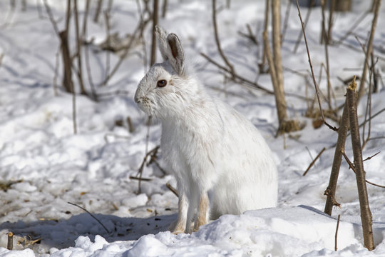 Snowshoe hare or Varying hare (Lepus americanus) closeup in winter