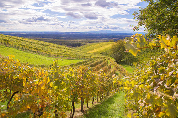 steirische Weinberge im Herbst