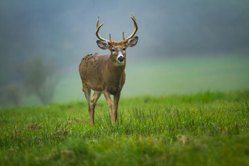 Stag Deer