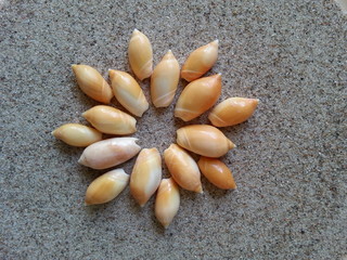 abstraktes bild aus muscheln im strandsand © Detlef