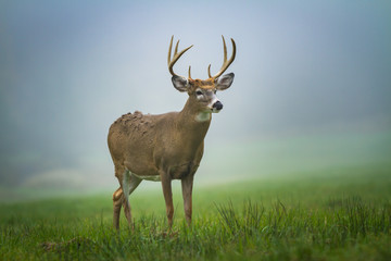 Stag Deer