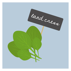 Vector Vegetable - Land cress