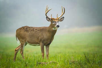 Stag Deer