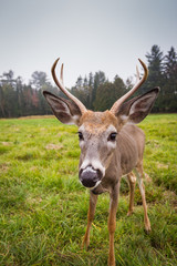 Naklejka premium Stag Deer