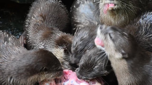 Close up of several small hungry river otters eating chicken meat in zoo enclosure, high angle view