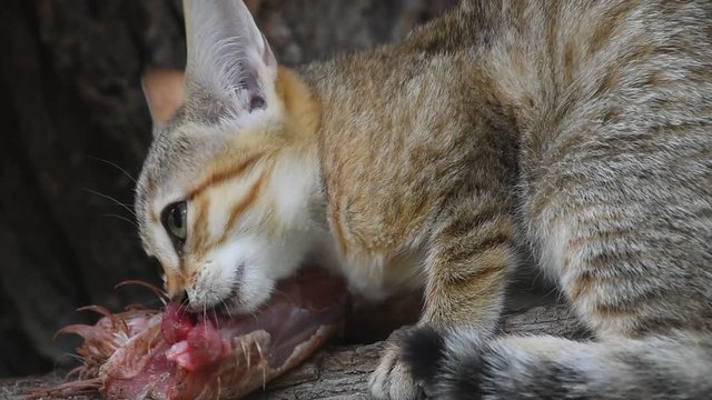 Close up side profile view of Arabian wildcat (or Gordon's wildcat, Felis silvestris gordoni) kitten eating raw chicken meat and looking at camera alerted, low angle view