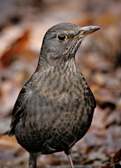 Obraz premium Black Bird