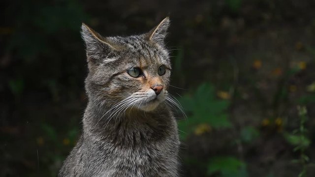 Close up side profile portrait of one European wildcat (Felis silvestris) looking away and at camera, turning head watching alerted, low angle view