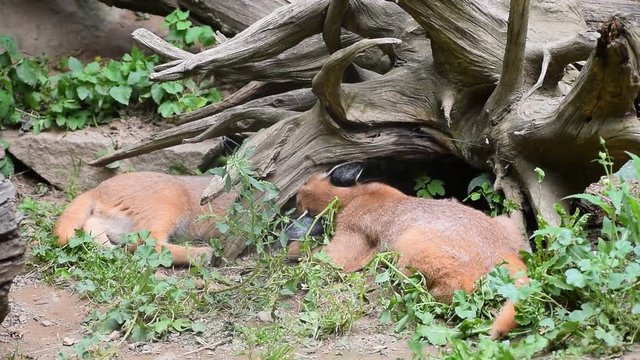 Close up view of three cute baby caracal kittens hiding under wood stump and playing, hunting and chasing each other, low angle