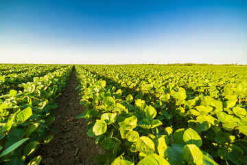 Green ripening soybean field, agricultural landscape