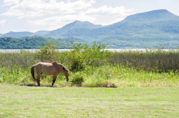 cavalo em gramado