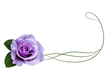 Realistic purple rose, border.