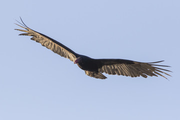 Turkey vulture in flight