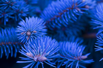 branches of blue spruce covered with morning frost on a blue natural background